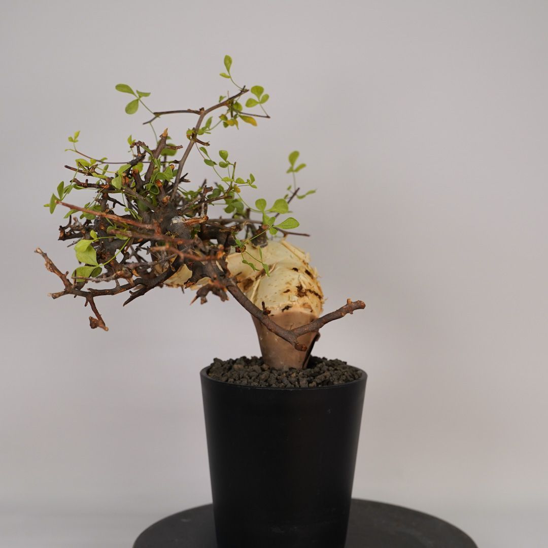 F21 コミフォラ・カタフ ピュア 発根済 現地株 ソマリア産 - メルカリ