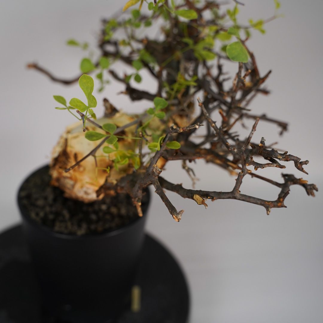 コミフォラ カタフ ピュア 発根済み 鉢ごとメルカリ便 コミフォラ