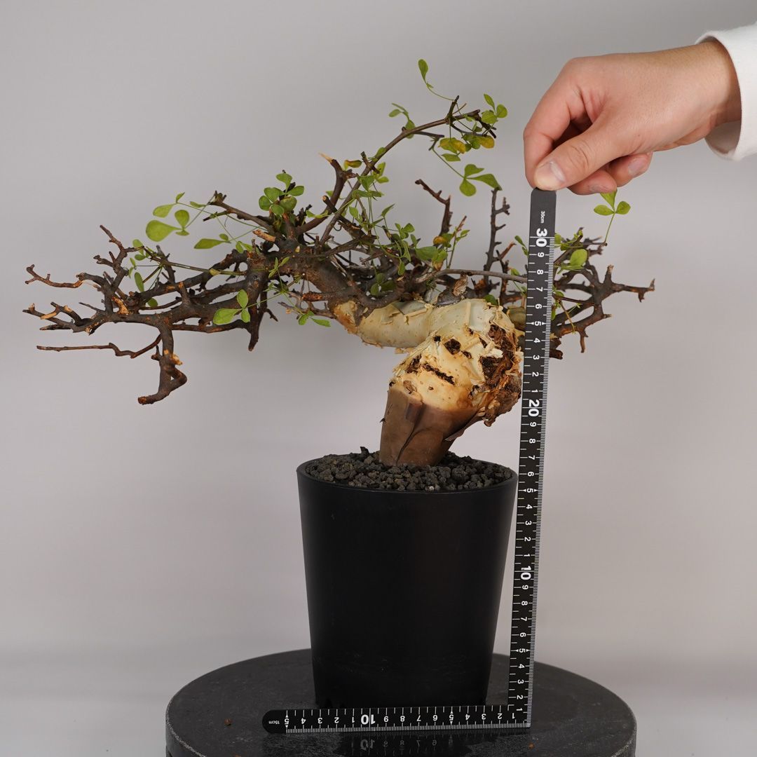 F21 コミフォラ・カタフ ピュア 発根済 現地株 ソマリア産 - メルカリ