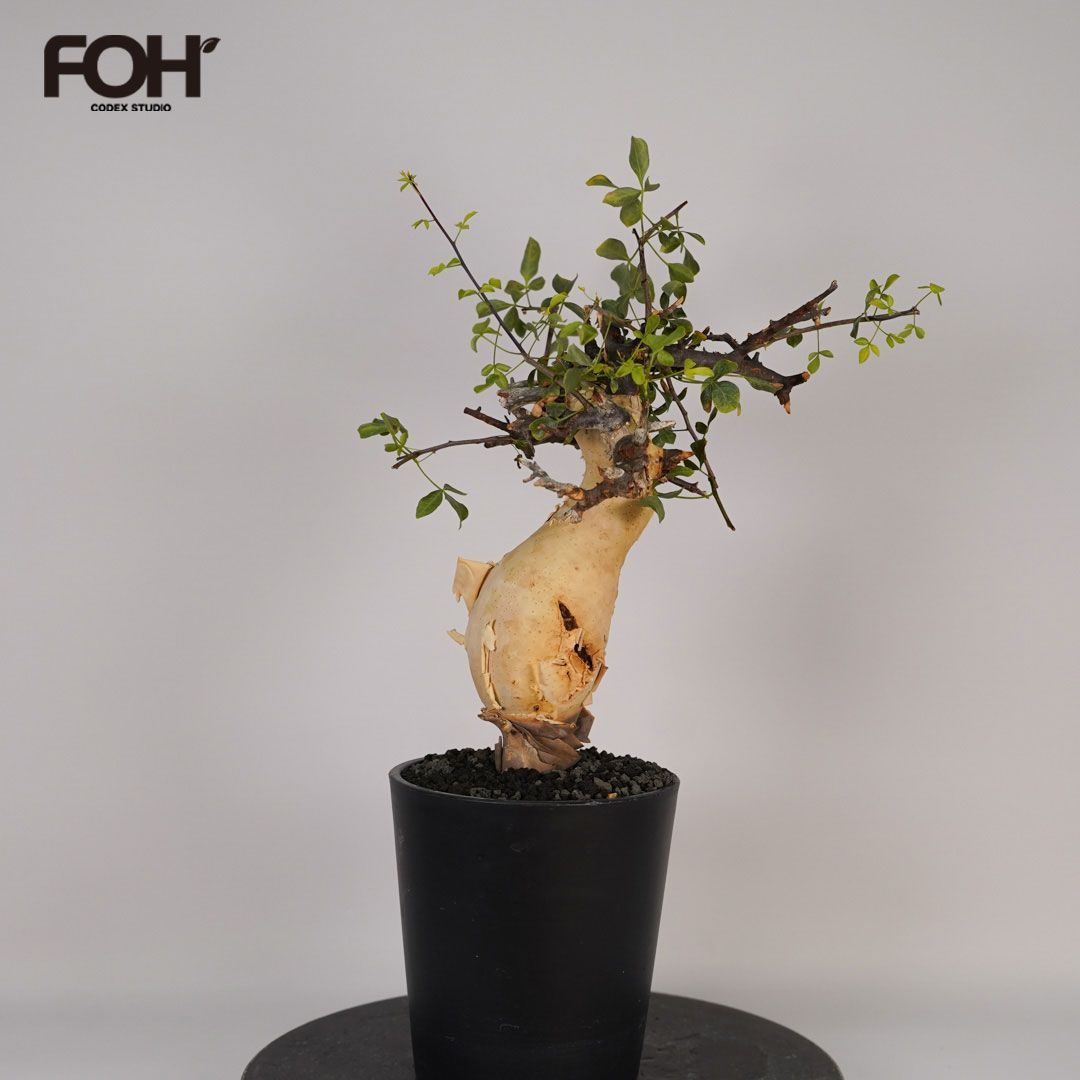 F22 コミフォラ・カタフ ピュア 発根済 現地株 ソマリア産 - メルカリ