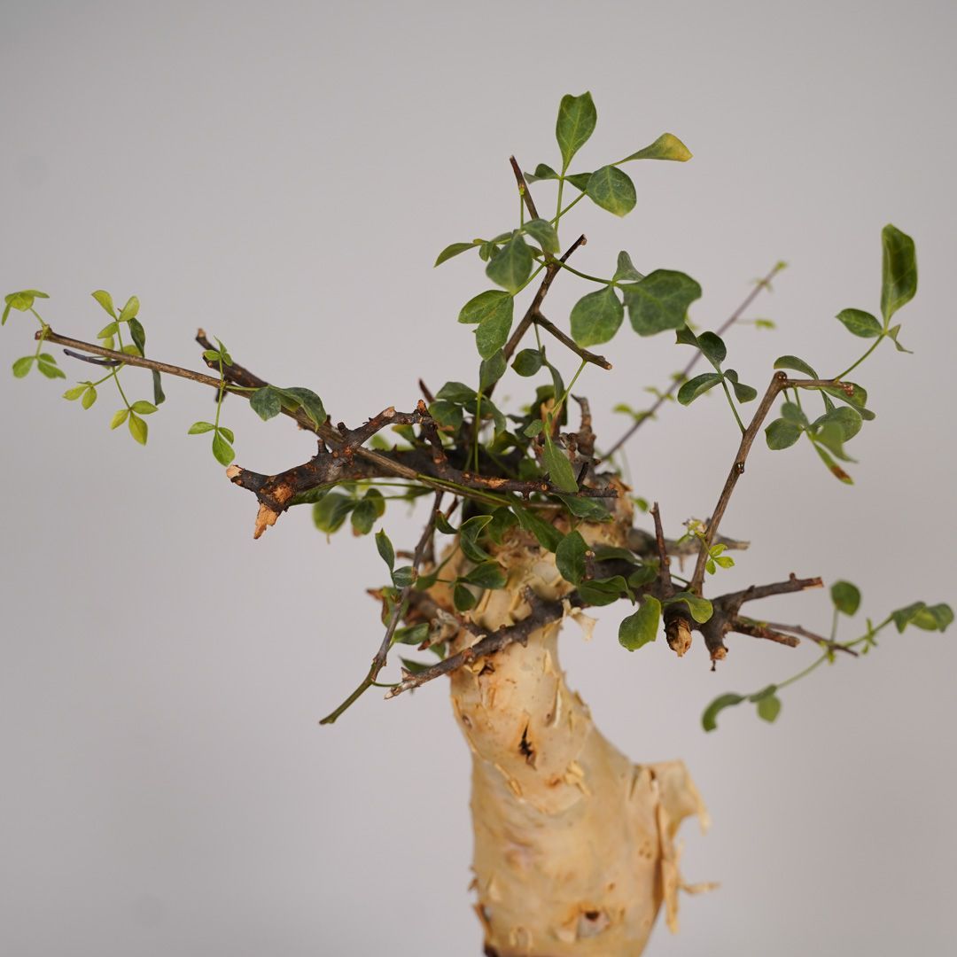 コミフォラ　カタフ　ピュア　発根済み　鉢ごとメルカリ便 コミフォラ カタフ ピュア 発根済み 鉢ごとメルカリ便 コミフォラ