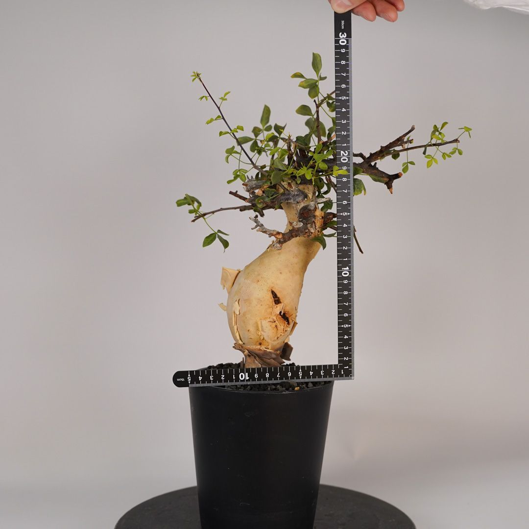 F22 コミフォラ・カタフ ピュア 発根済 現地株 ソマリア産 - メルカリ