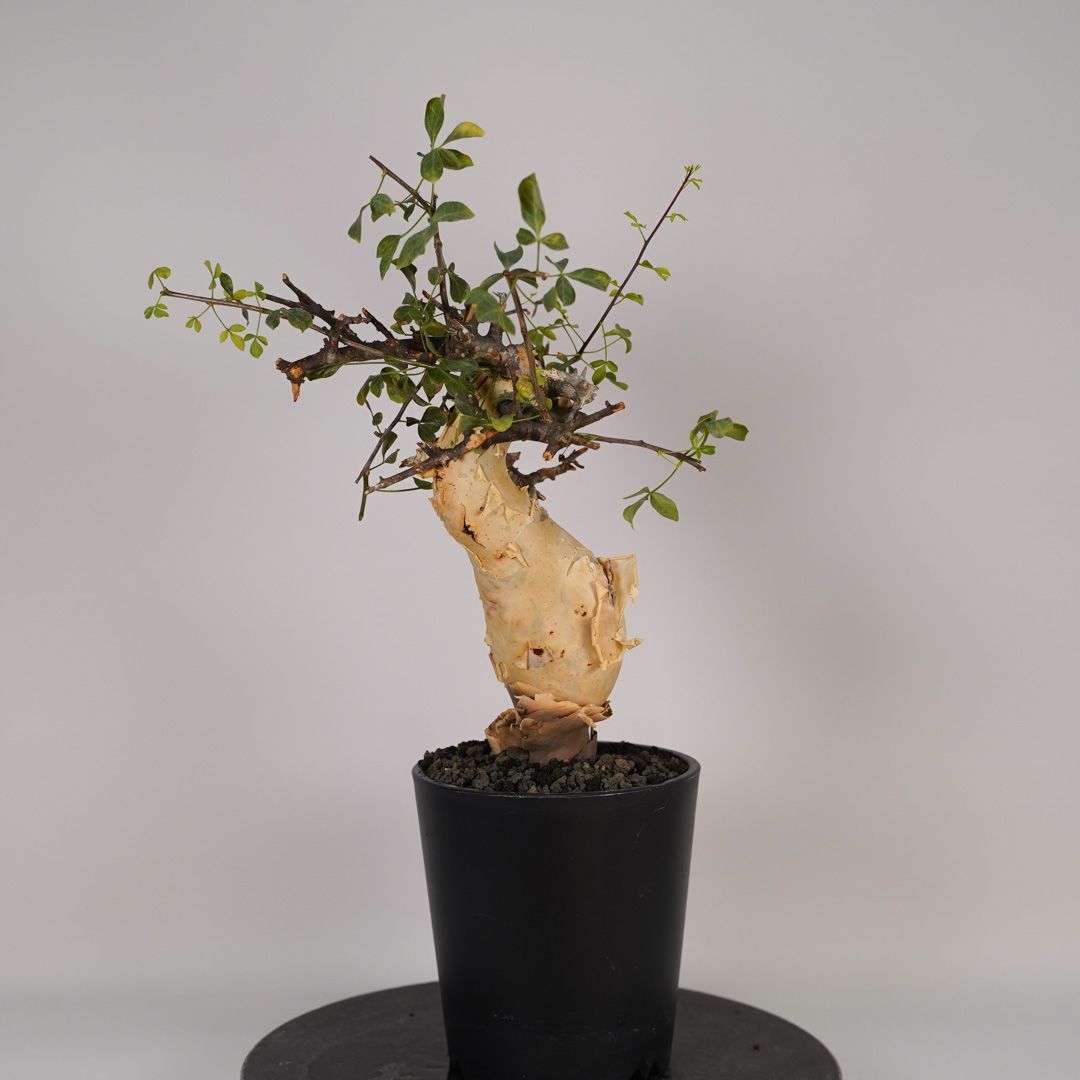 F22 コミフォラ・カタフ ピュア 発根済 現地株 ソマリア産 - メルカリ