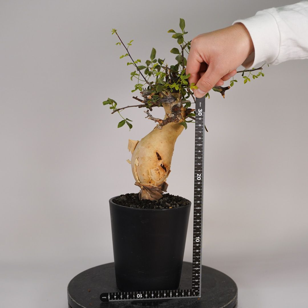 F22 コミフォラ・カタフ ピュア 発根済 現地株 ソマリア産 - メルカリ