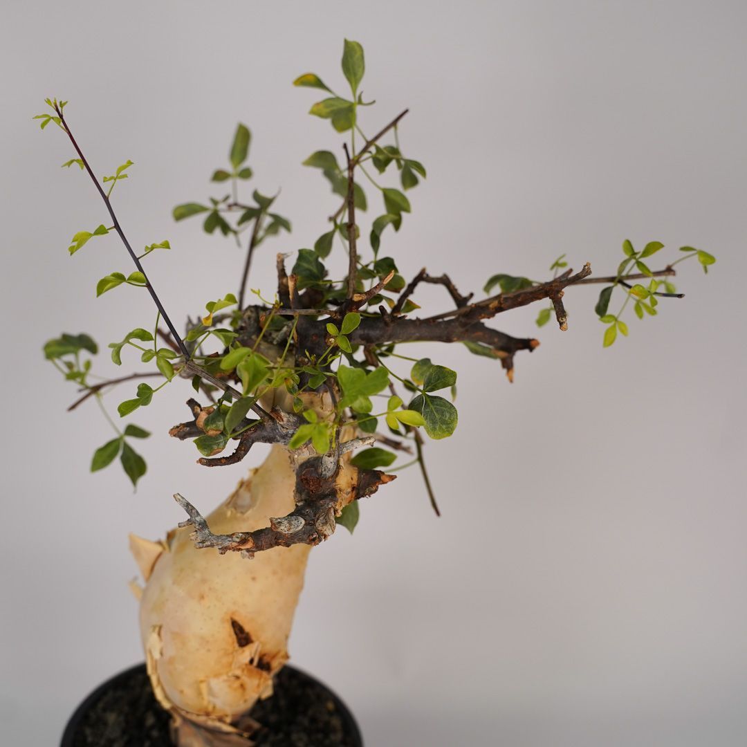 F22 コミフォラ・カタフ ピュア 発根済 現地株 ソマリア産 - メルカリ