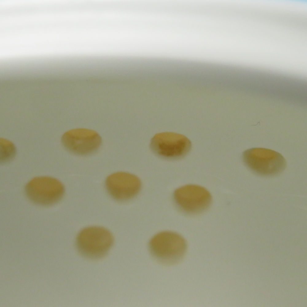 ウェッジウッド ピーターラビット