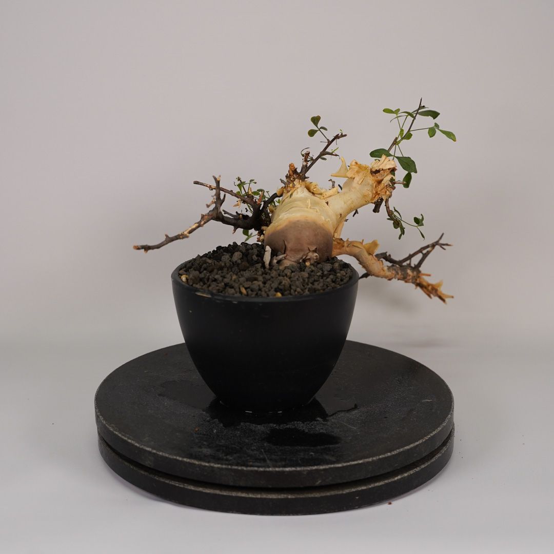 コミフォラ カタフ ピュア 発根済み 鉢ごとメルカリ便 コミフォラ