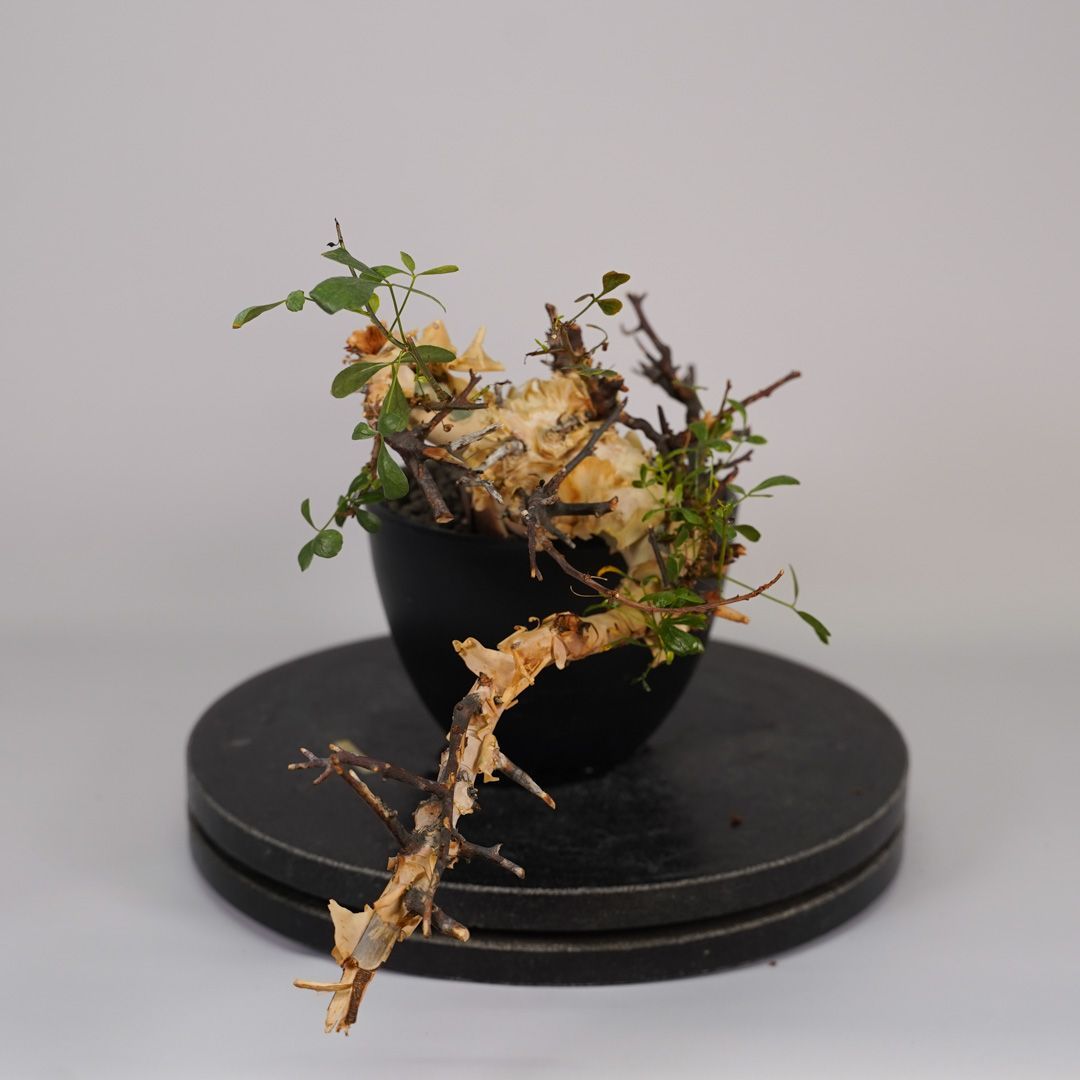 F23 コミフォラ・カタフ ピュア 発根済 現地株 ソマリア産 - メルカリ