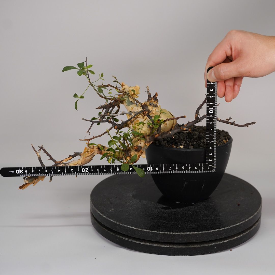 コミフォラ カタフ ピュア 発根済み 鉢ごとメルカリ便 コミフォラ