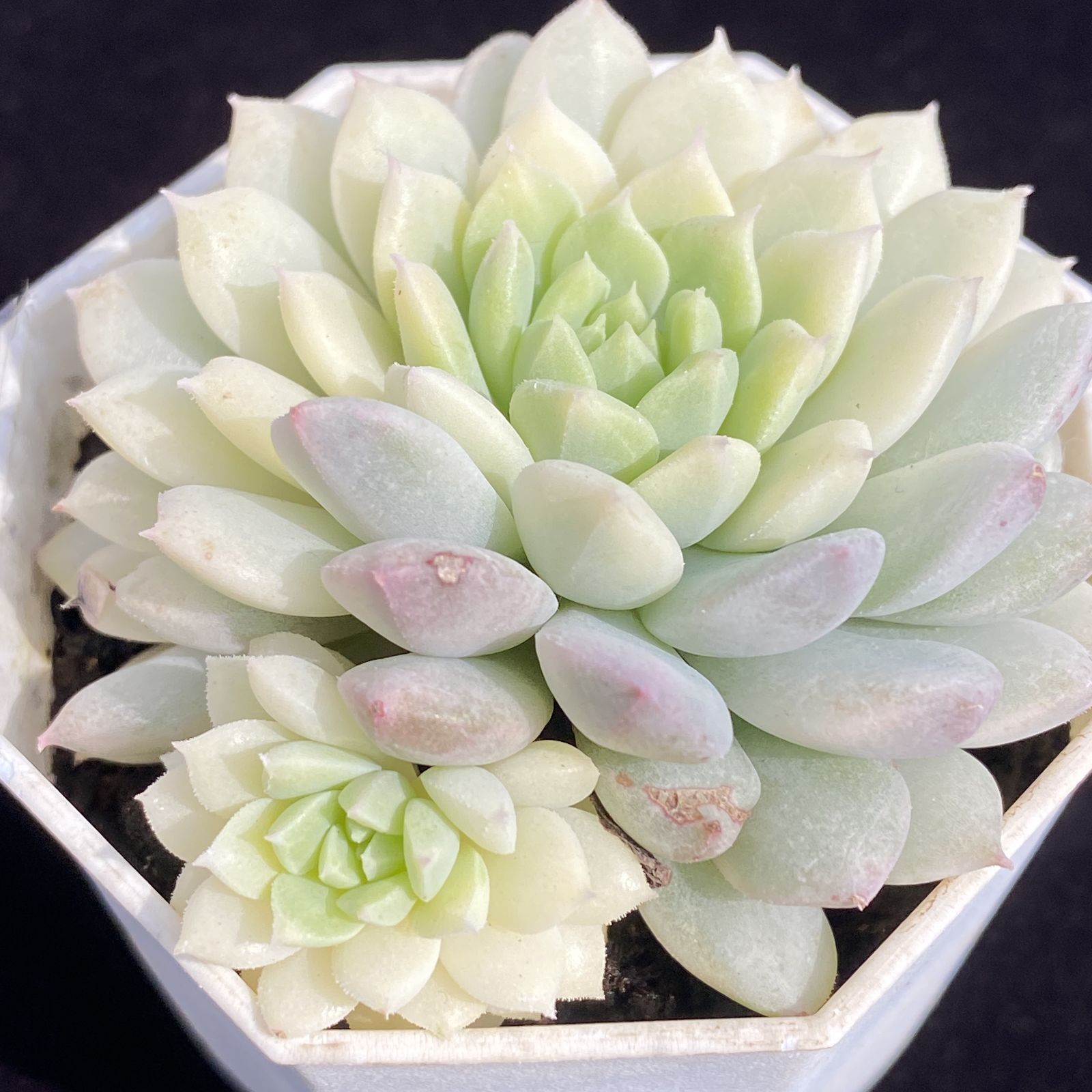 Y53 ピンクマンニシキ 1株 第四種郵便にて発送 韓国苗 多肉植物 抜き苗