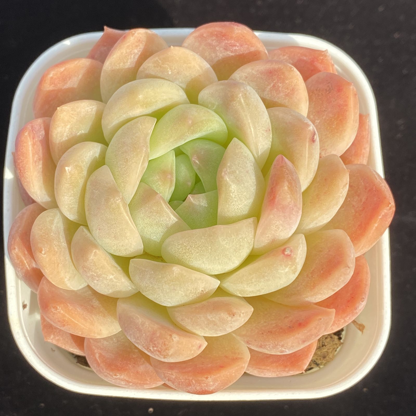 Y102 スイートハートミス 1株 第四種郵便にて発送 韓国苗 多肉植物