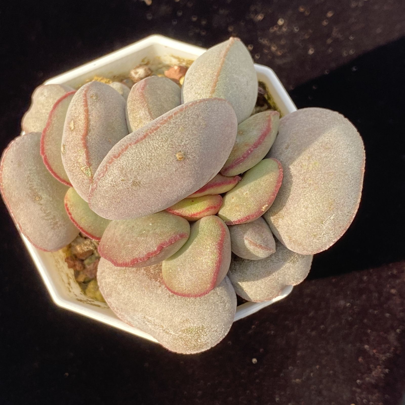 Y115 レッドエッグ 1株 第四種郵便にて発送 韓国苗 多肉植物 抜き苗