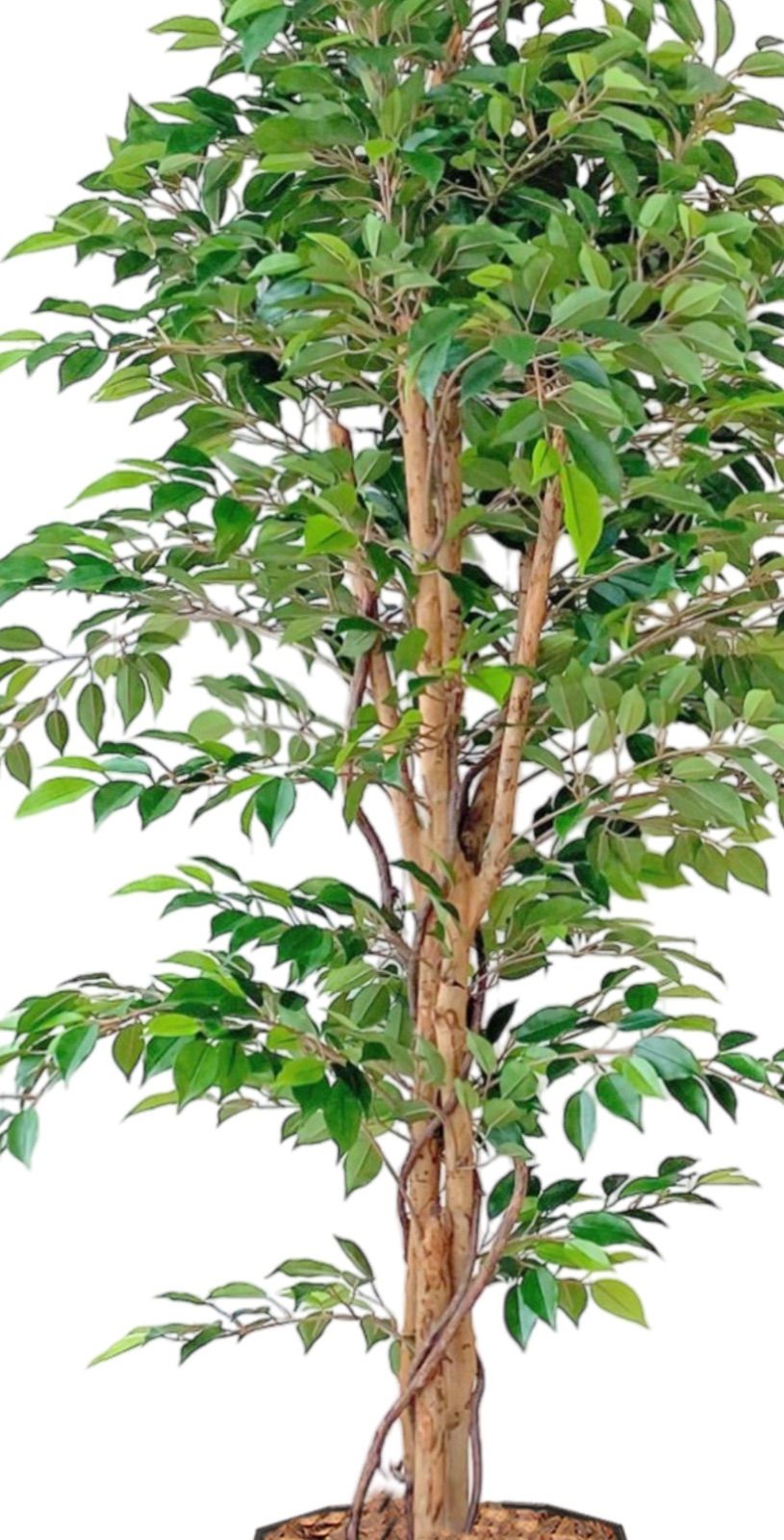 光触媒 人工観葉植物 ウォールグリーン フェイクグリーン ニュー