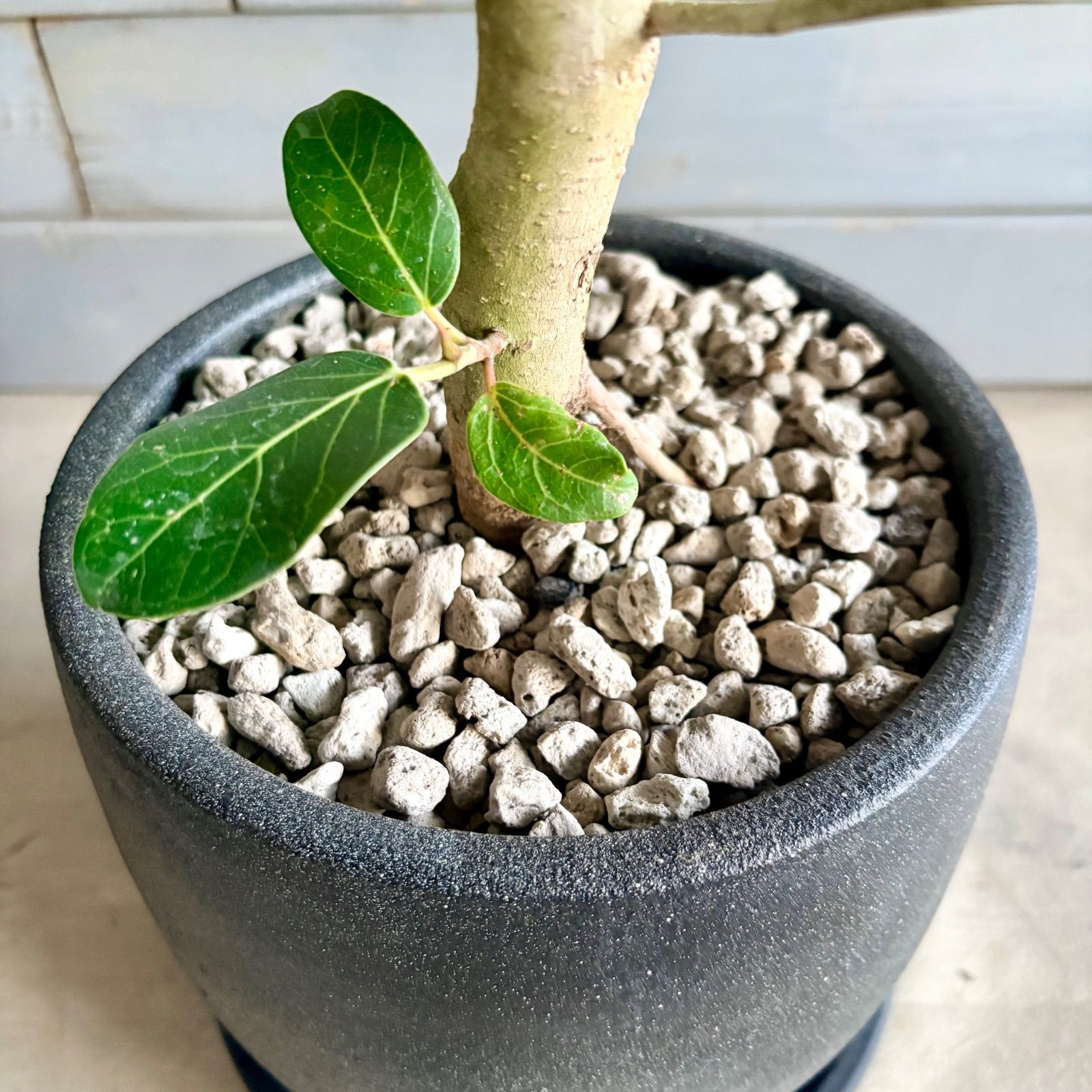 美形 曲がり仕立て フィカス ベンガレンシス 7号 テラコッタ鉢植え