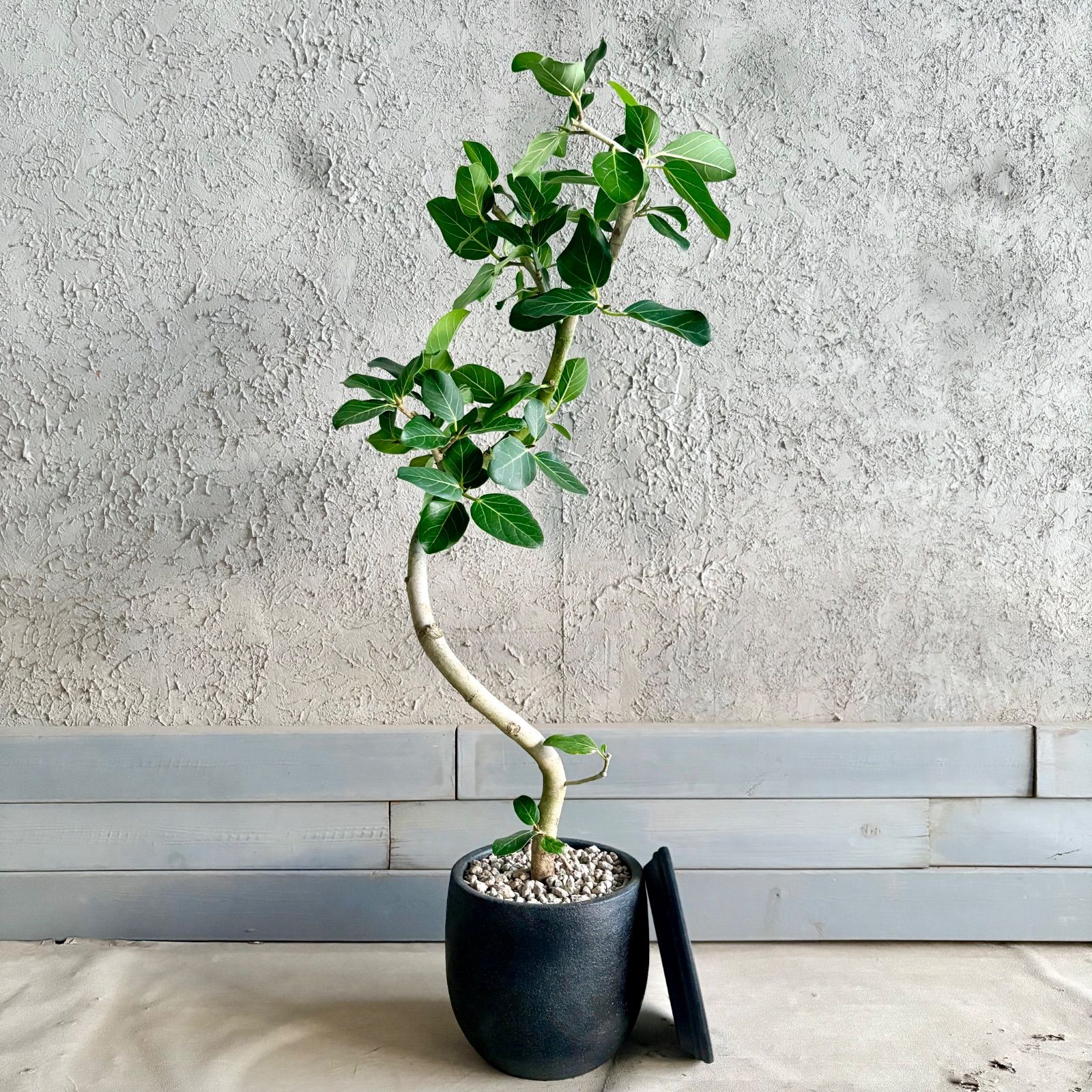 美形 曲がり仕立て フィカス ベンガレンシス 7号 テラコッタ鉢植え