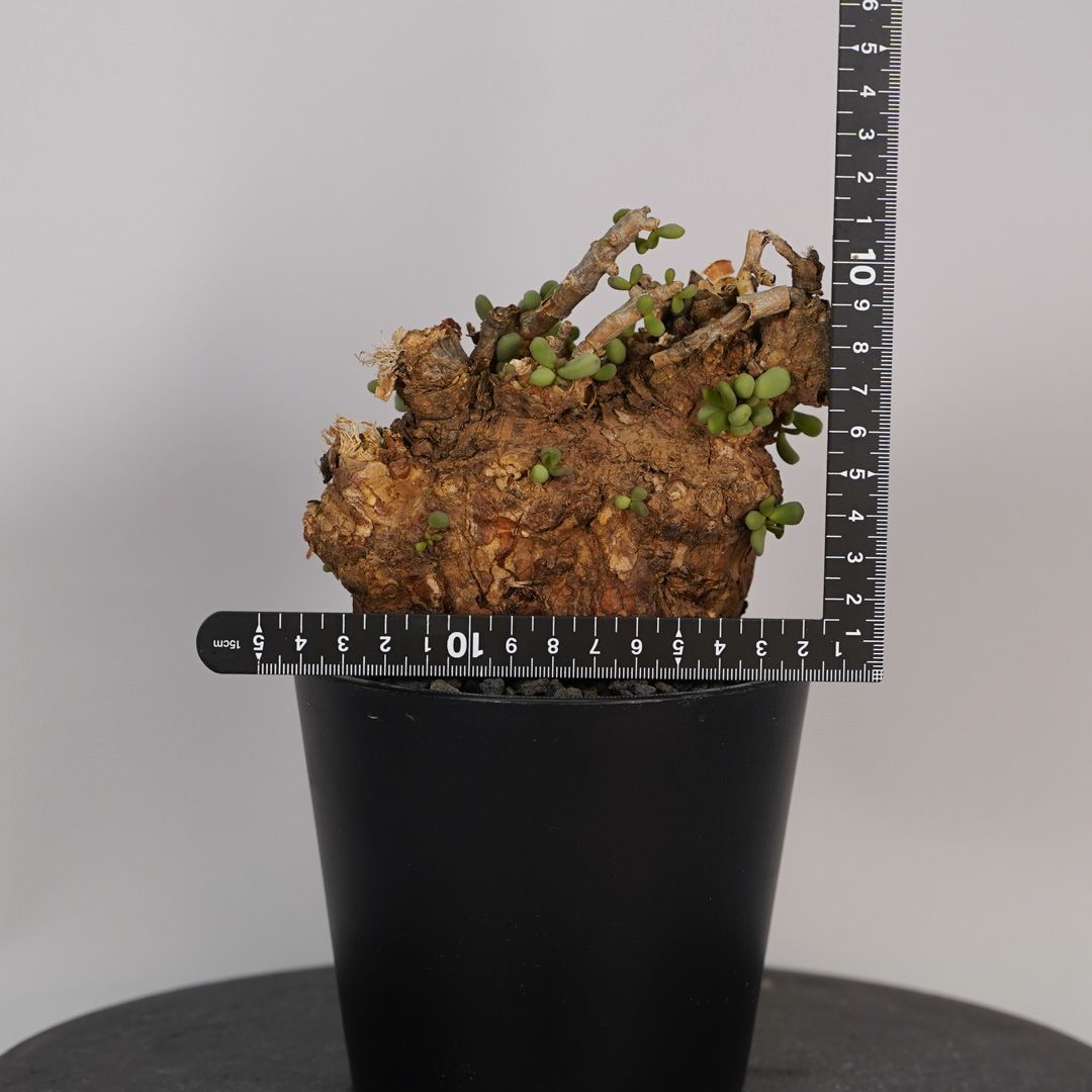 F7 ケラリア ピグマエア 発根済み 現地球 - メルカリ