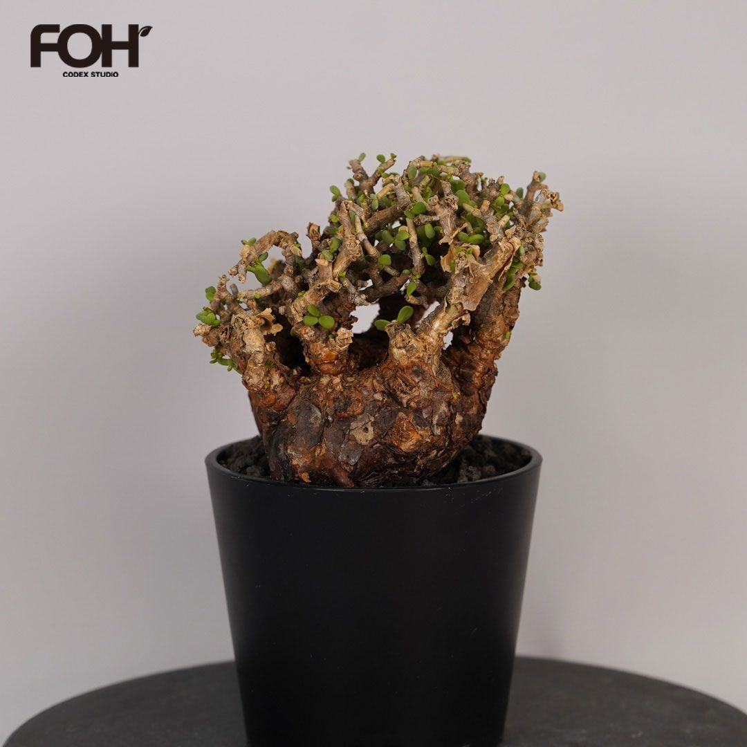 F9 ケラリア ピグマエア 発根済 現地球 - メルカリ