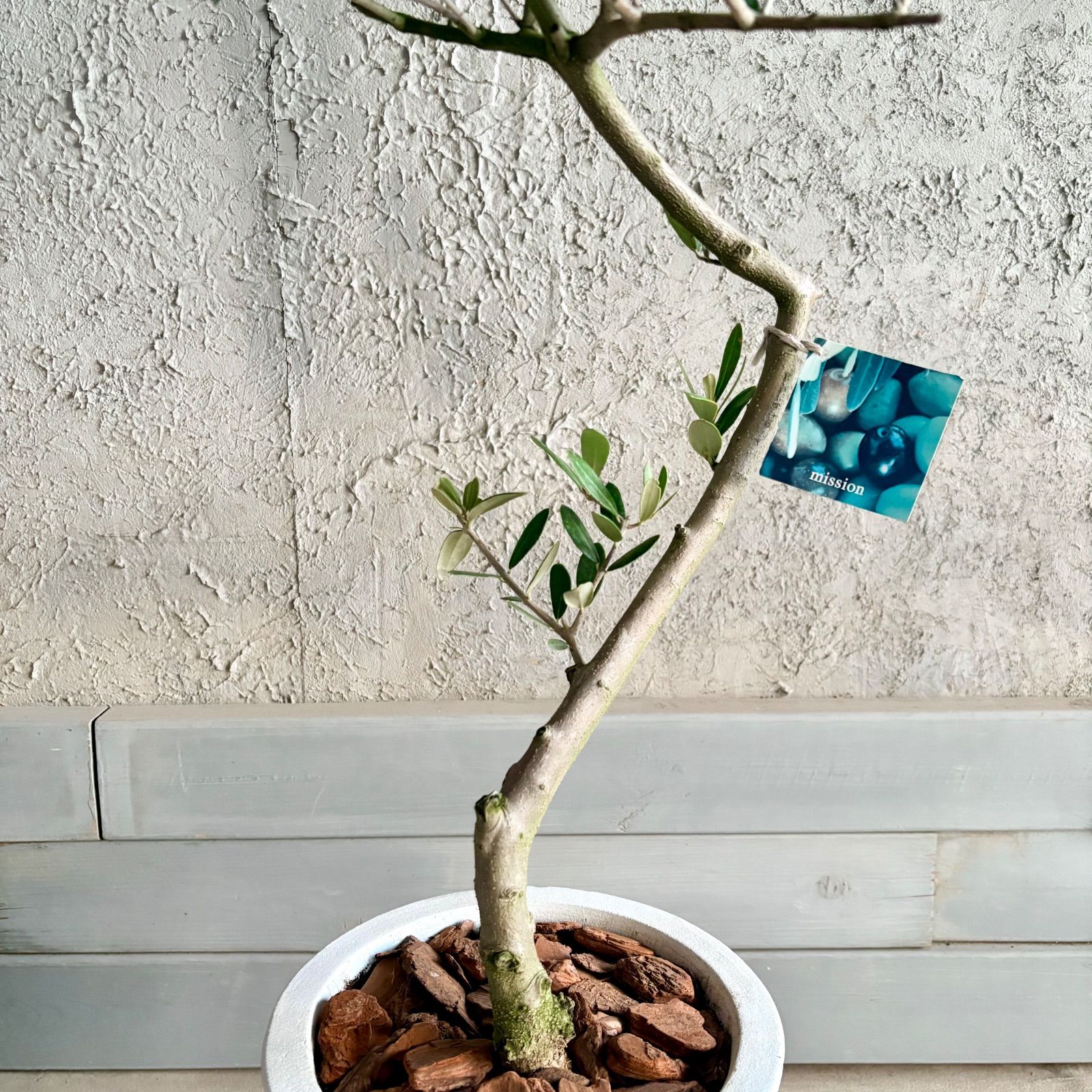 人気品種 美形 オリーブの木 souju ミッション 7号 テラコッタ鉢植え