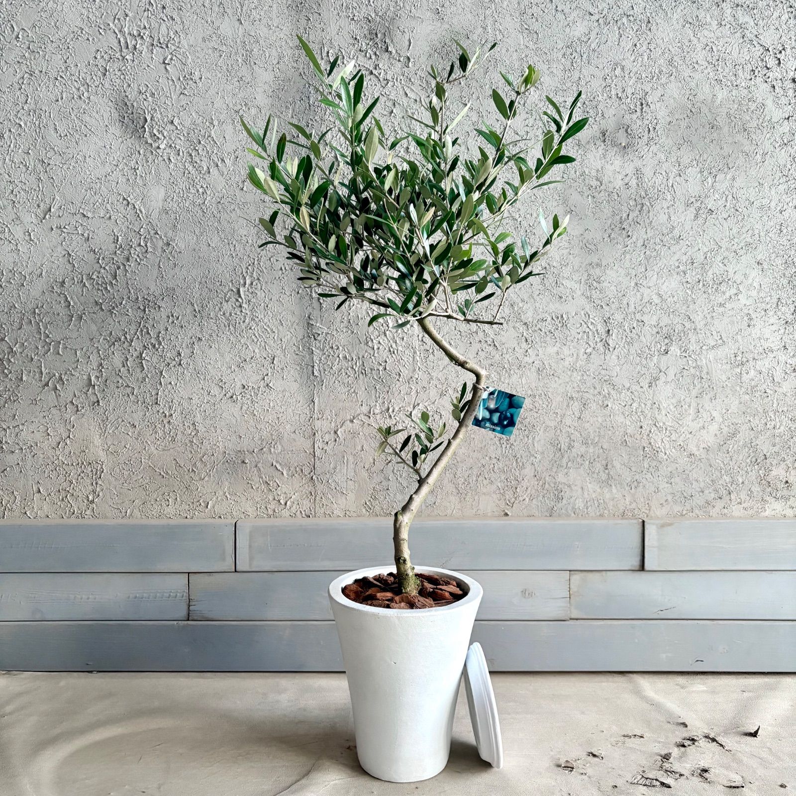 人気品種 美形 オリーブの木 souju ミッション 7号 テラコッタ鉢植え