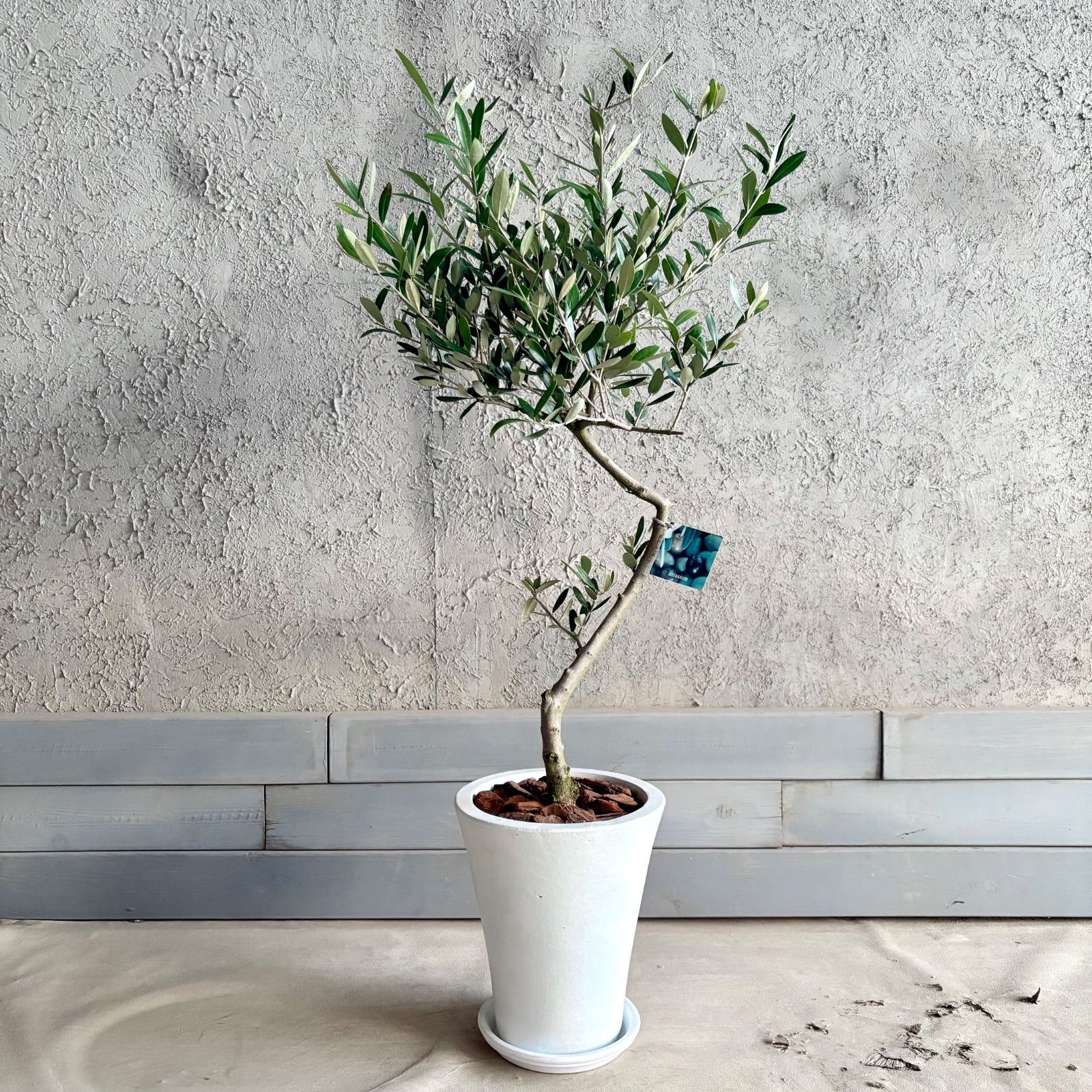 人気品種 美形 オリーブの木 souju ミッション 7号 テラコッタ鉢植え