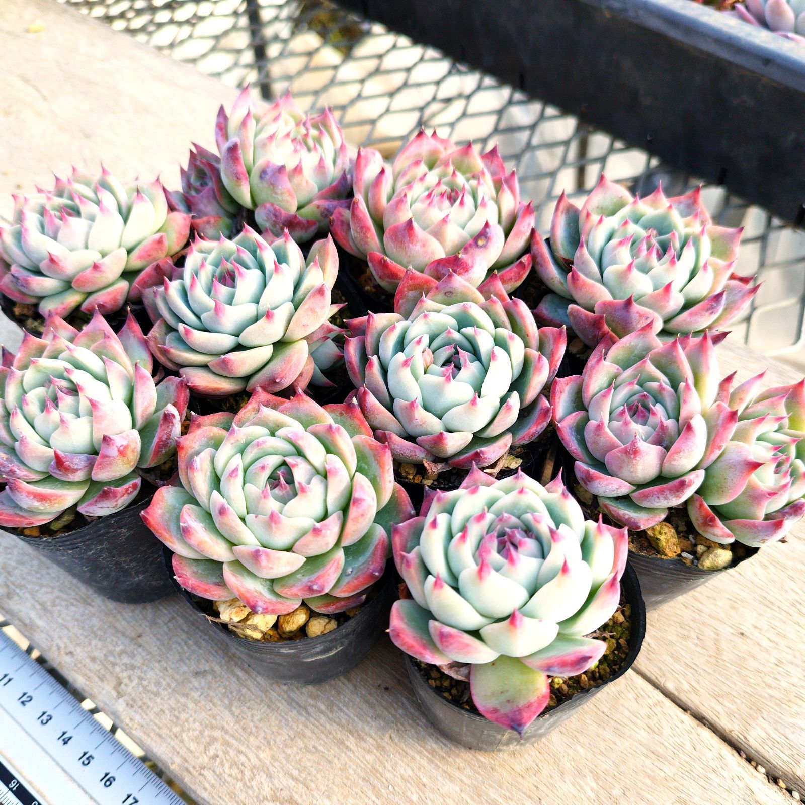 多肉植物 エケベリア 水蜜桃 10苗セット 抜き苗 - メルカリ