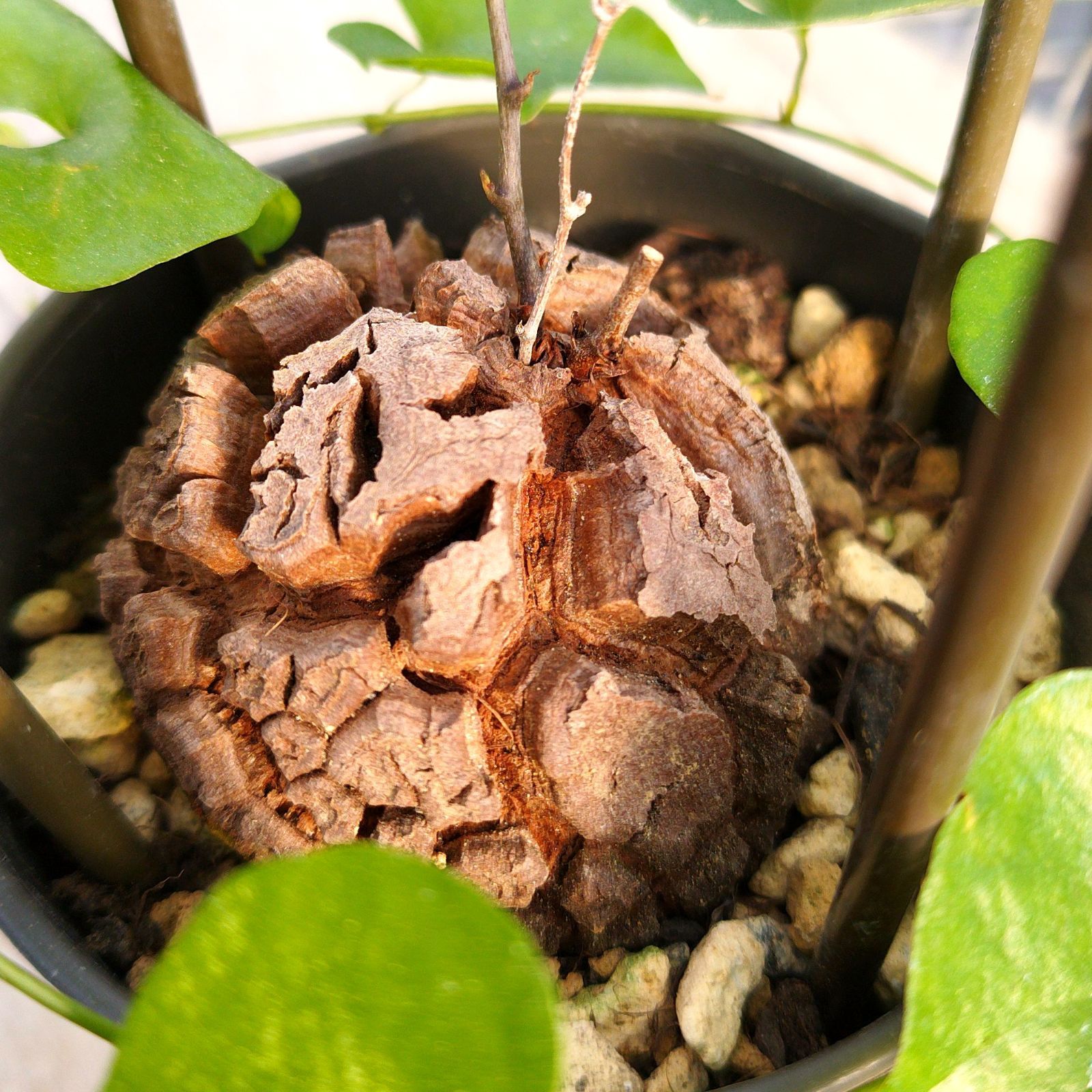 塊根植物 アフリカ亀甲竜 実生 ポットごと - メルカリ