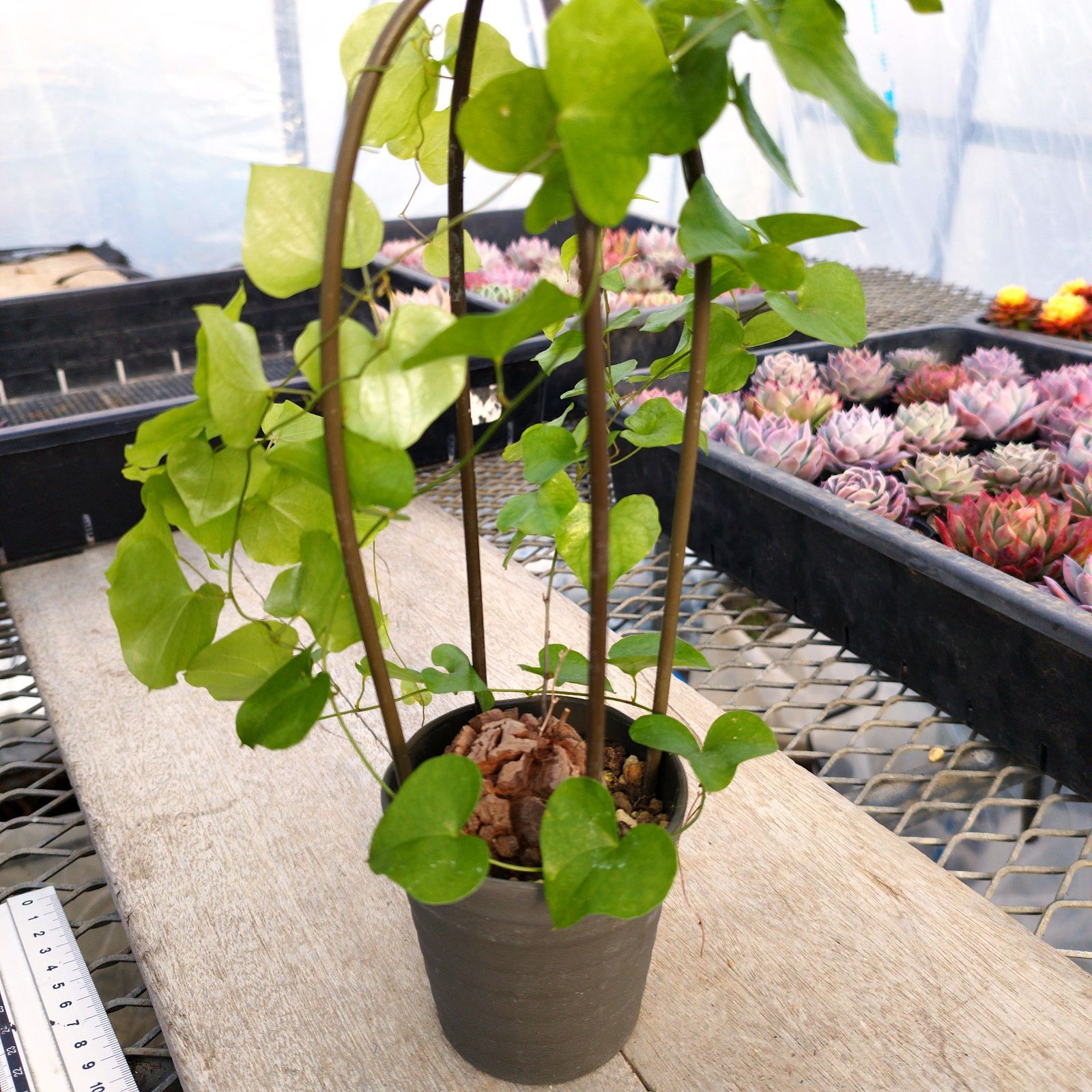 ね*こ様 亀甲牡丹(大疣タイプ) 実生 鉢植えメルカリ便送料込み s10950v.jpg