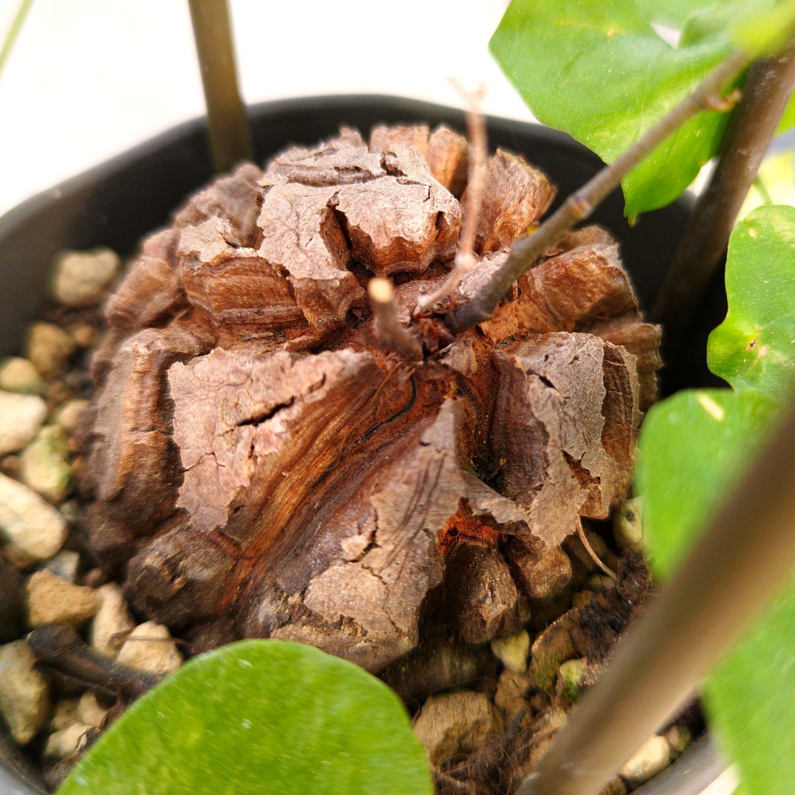 塊根植物 アフリカ亀甲竜 実生 ポットごと - メルカリ