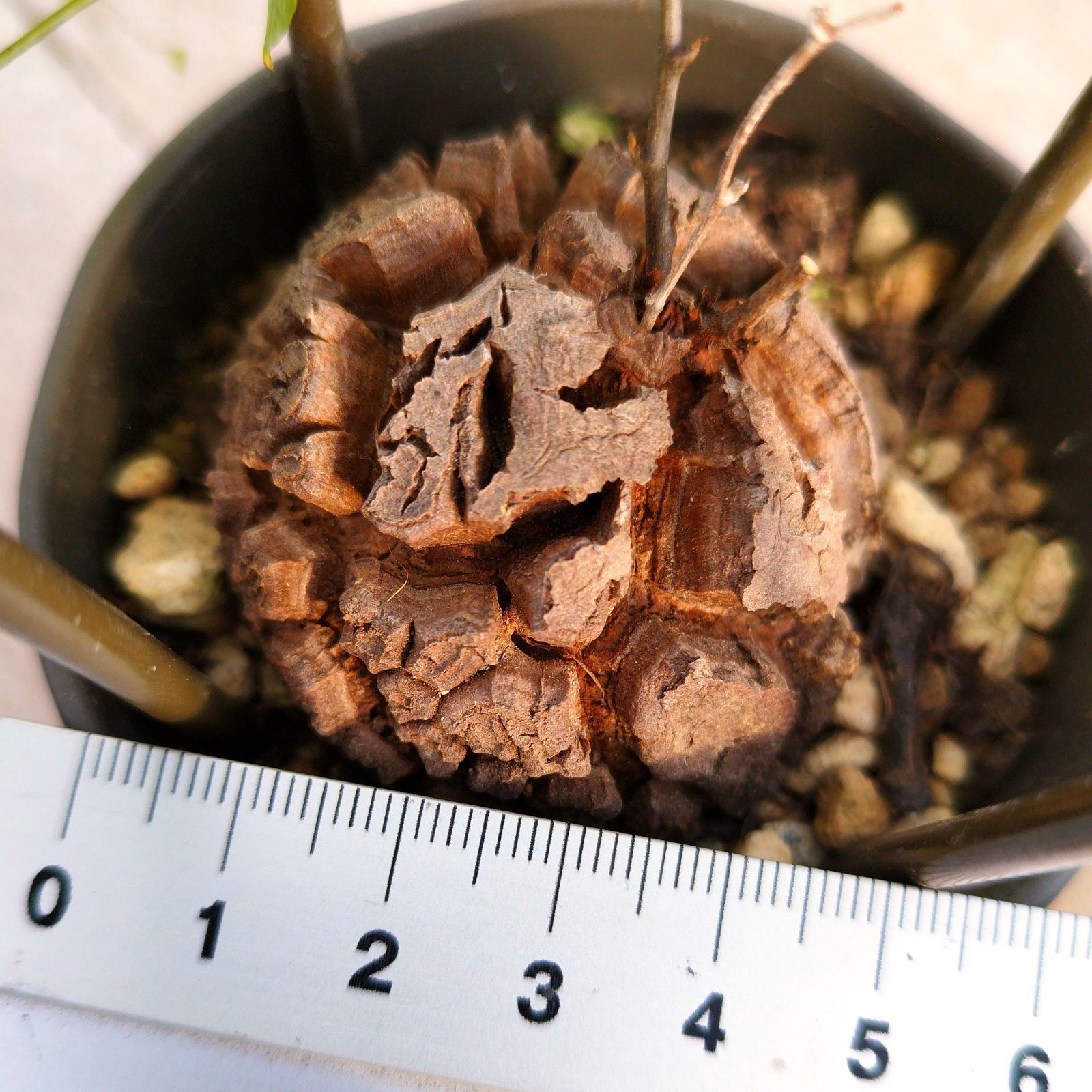 塊根植物 アフリカ亀甲竜 実生 ポットごと - メルカリ