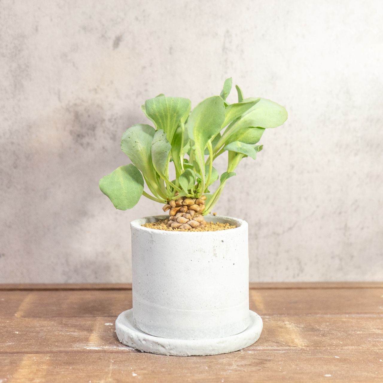 送料無料／手づくりモルタル鉢仕立てのオトンナ・ヘレー。根腐れを防ぐ