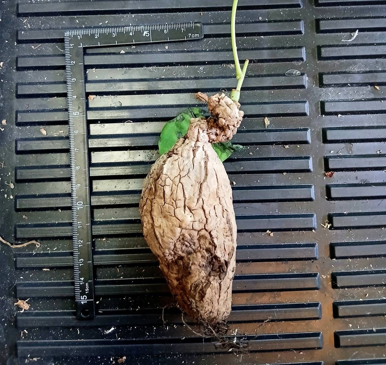 超レア 黄斑入り ステファニア スベローサ コーデックス 多肉植物 怪奇