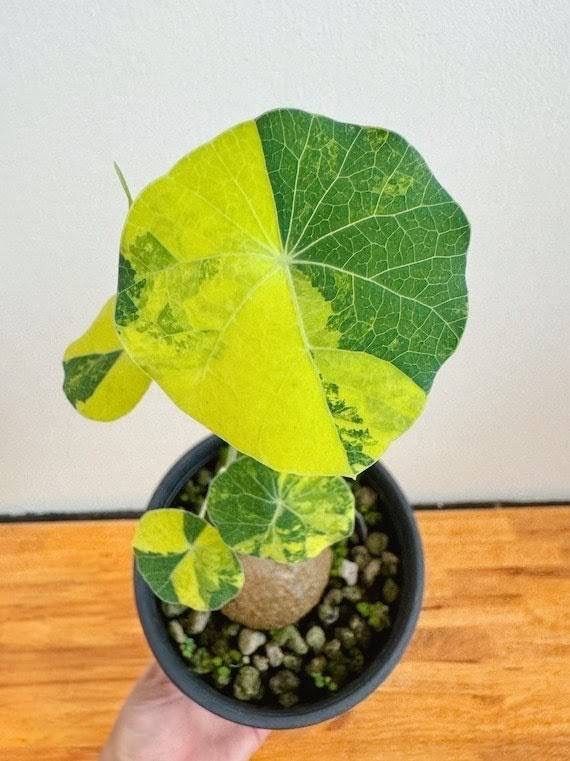 超レア 黄斑入り ステファニア スベローサ コーデックス 多肉植物 怪奇