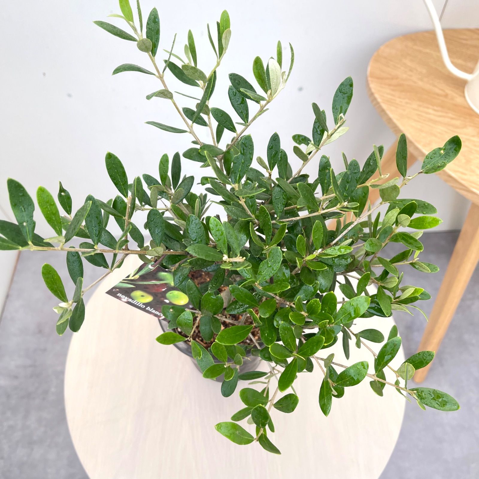 オリーブ ネバディロブランコ 3【現品】観葉植物 創樹 SOUJU 4号