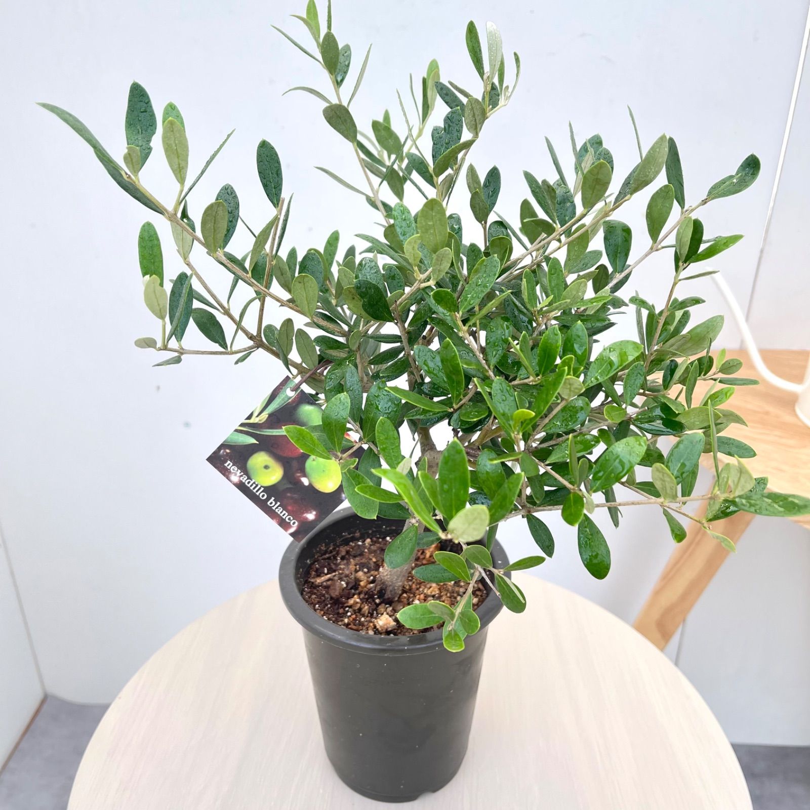 オリーブ ネバディロブランコ 3【現品】観葉植物 創樹 SOUJU 4号