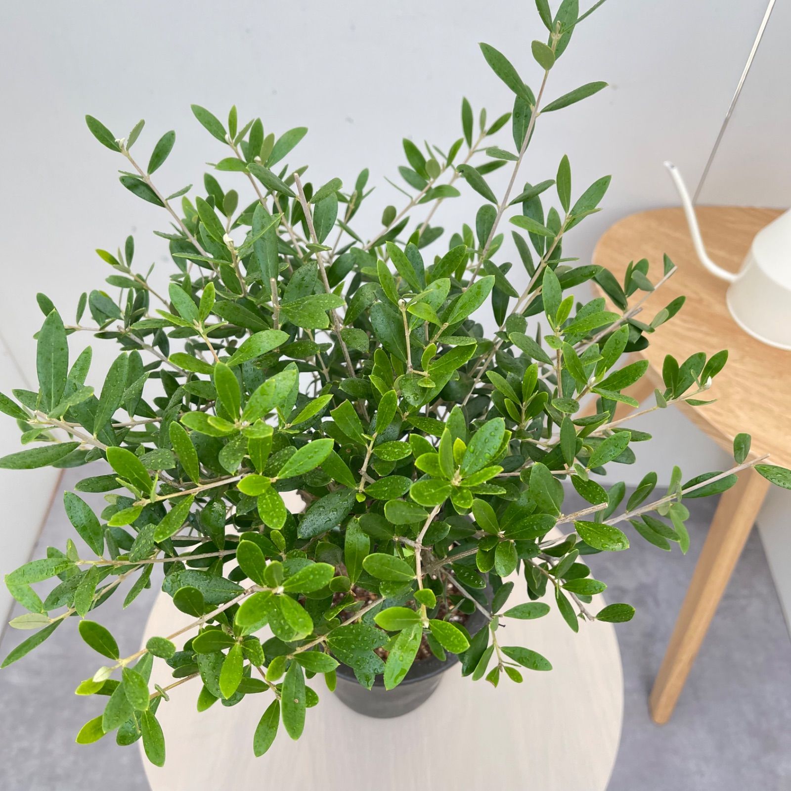 オリーブ ネバディロブランコ 6【現品】観葉植物 創樹 SOUJU 5号