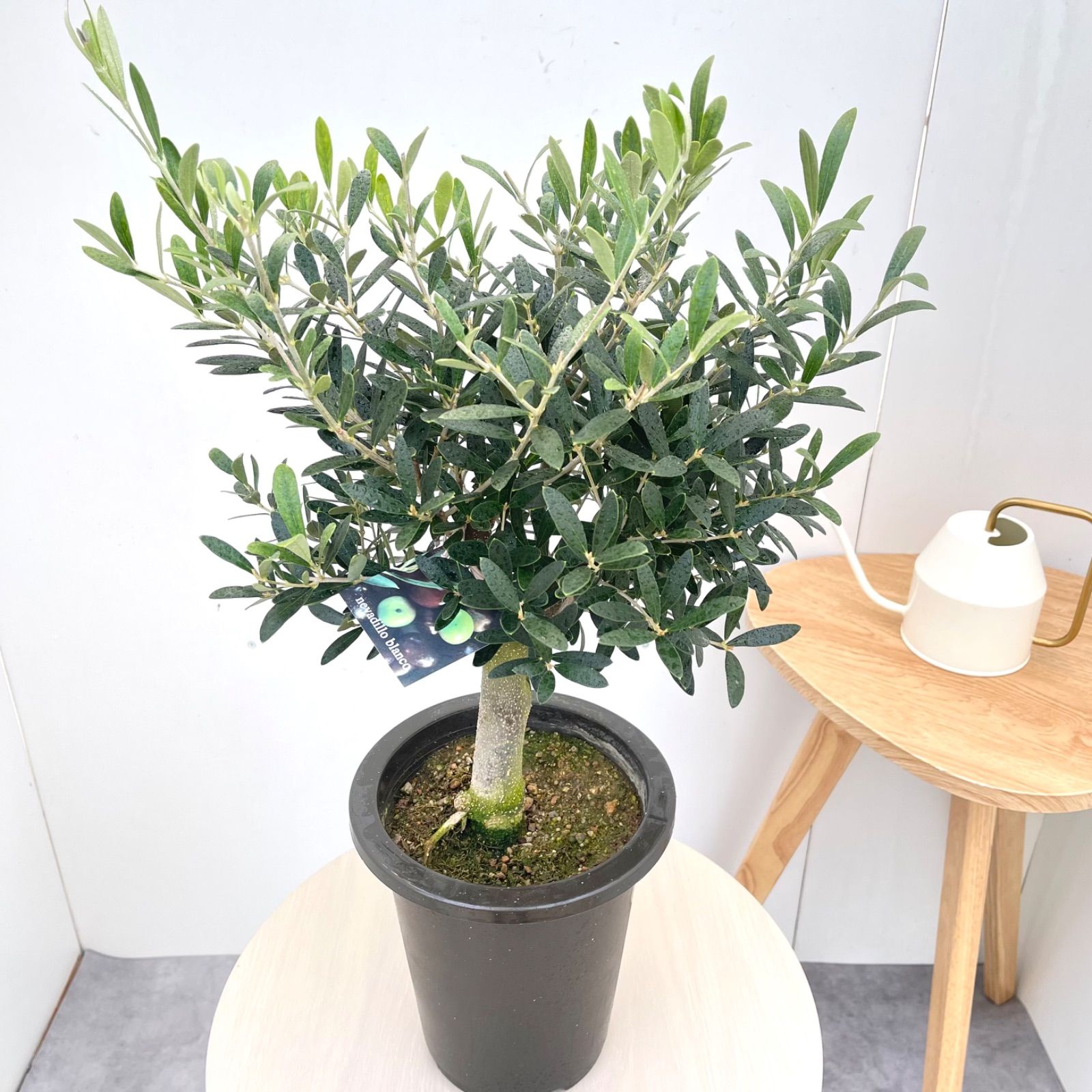 オリーブ ネバディロブランコ 9【現品】観葉植物 創樹 SOUJU 6号