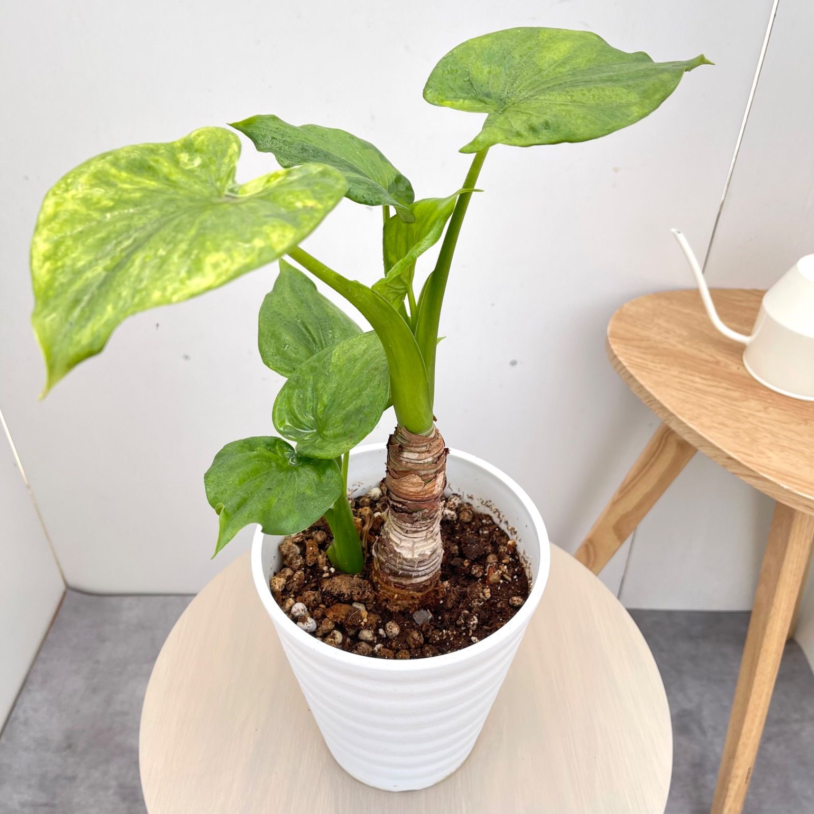 シマクワズイモ 斑入り 1【現品】☆希少☆ 観葉植物 室内 6号 - メルカリ