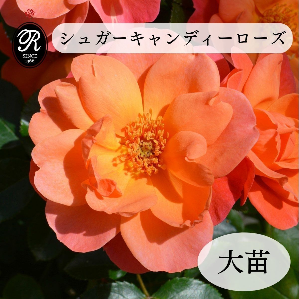 バラ苗 【シュガーキャンディーローズ】 (大苗) フロリバンダ 四季咲き