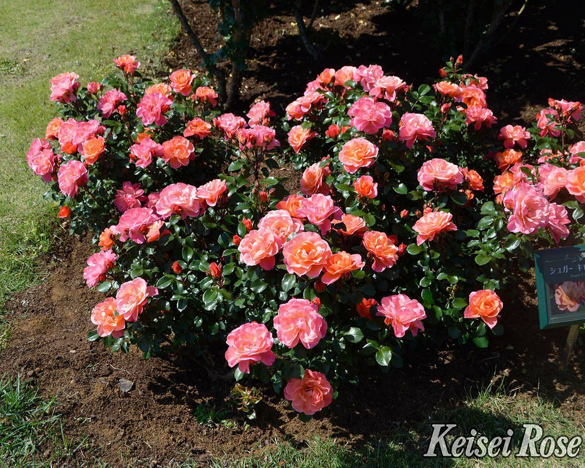 クリスマスローズ sdオレンジ 6号スリット 苗 鉢 バラ 八重 クリスマス