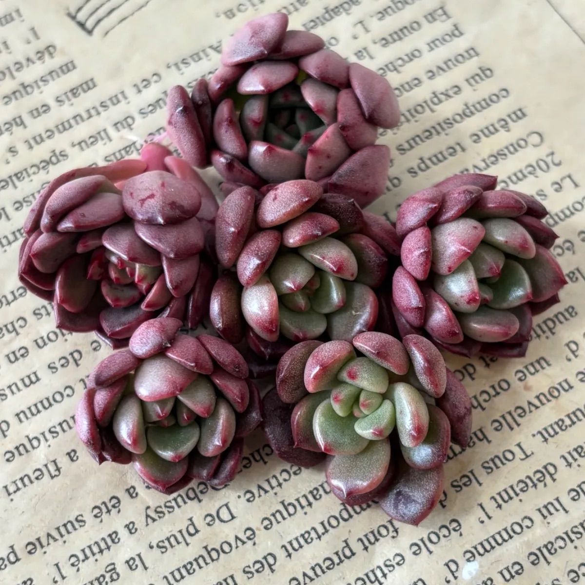 多肉植物 カット苗 ピンクルルビー✖️6個 - メルカリ