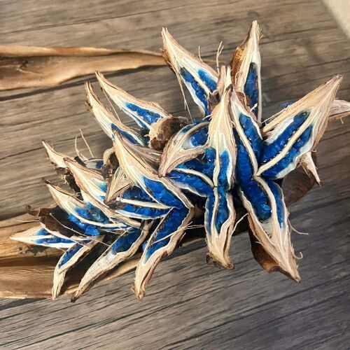 タビビトノキ 木の種 扇芭蕉 旅人 の 木 種 花 オオギバショウ 扇芭蕉 旅人
