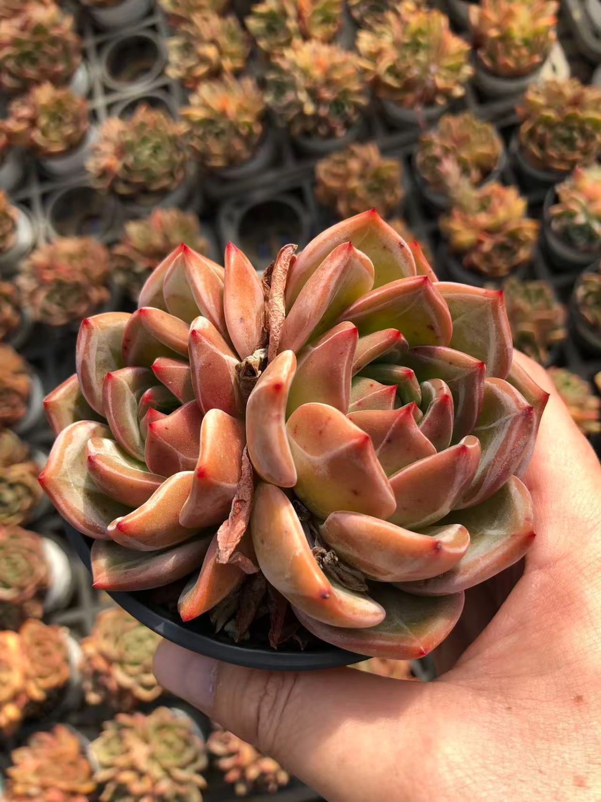 24株の抜き苗セット】シャンパン 多肉植物 佐川急便発送 エケベリア