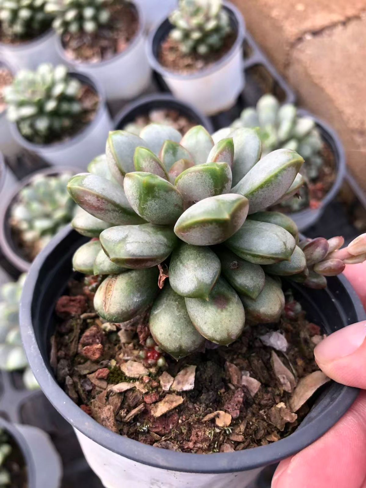 24株の抜き苗セット】ブドウ 多肉植物 佐川急便発送 エケベリア 韓国苗