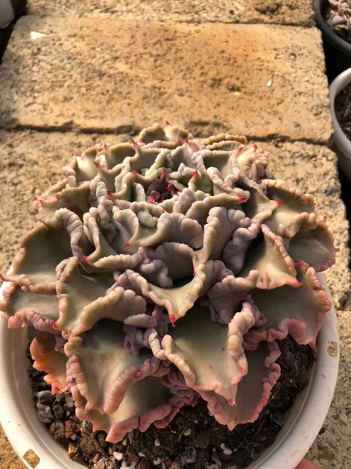 8株の抜き苗セット】マディバ 多肉植物 佐川急便発送 エケベリア 韓国