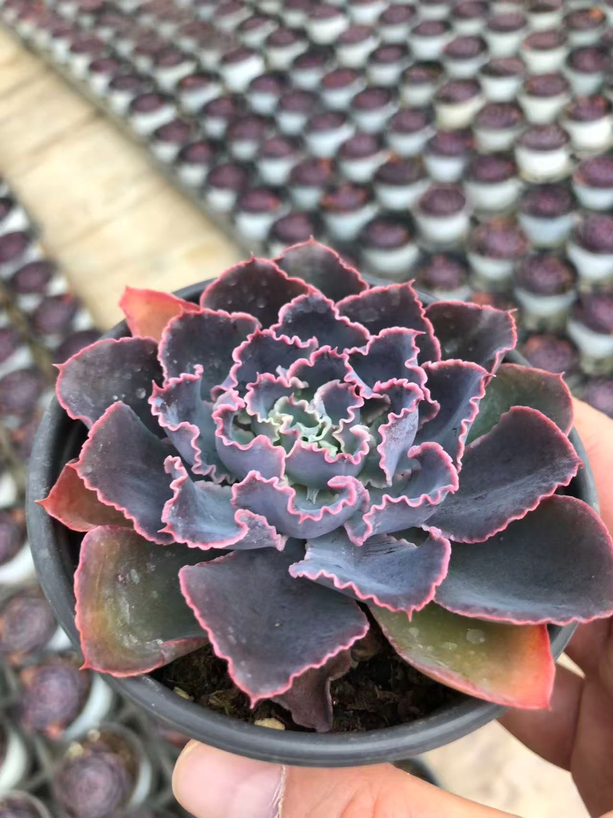 24株の抜き苗セット】夕焼けの舞 多肉植物 佐川急便発送 エケベリア