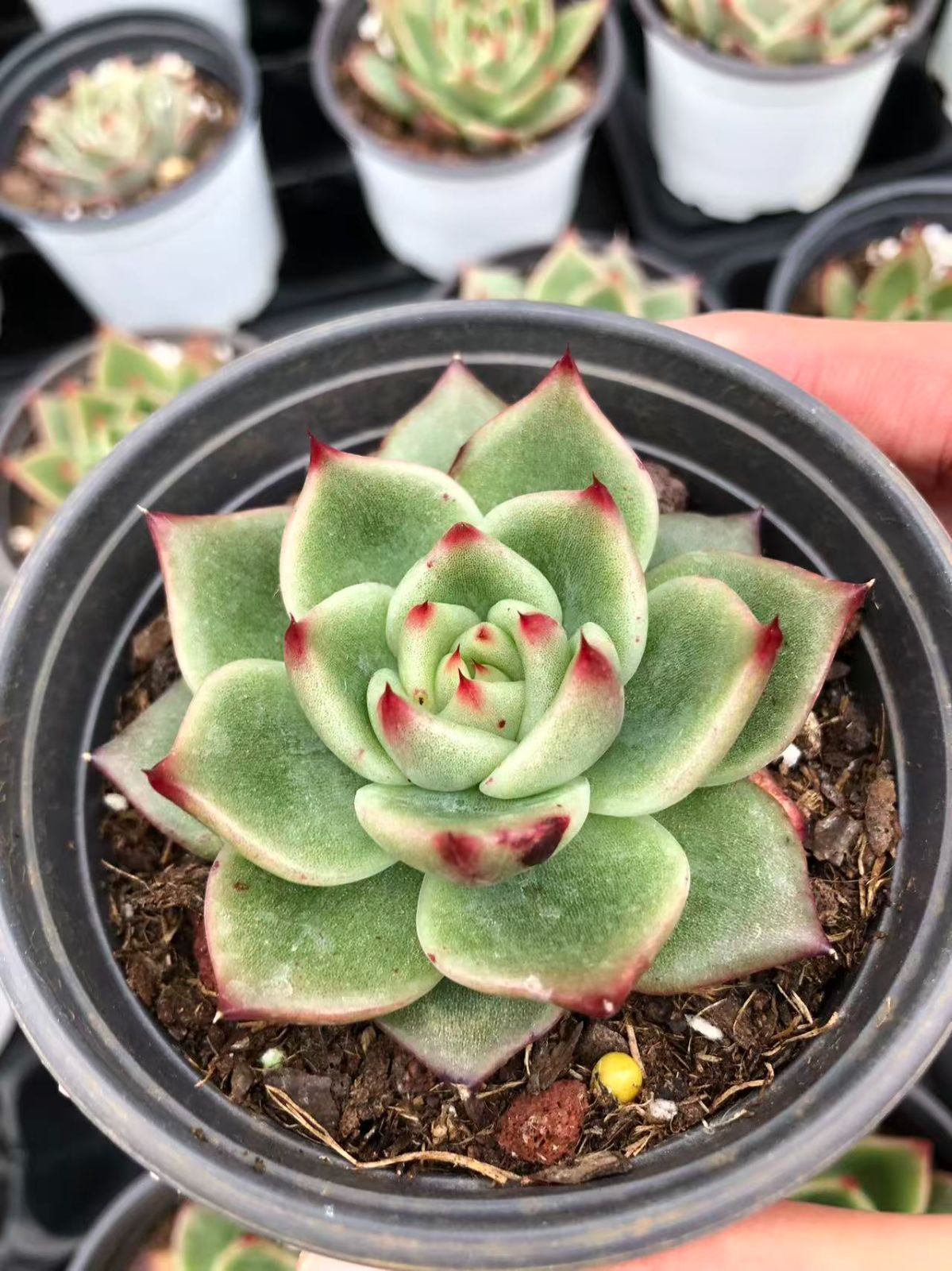 Top【選抜株】多肉植物　24179ブルードラゴン12個　鉢無し/脱土 24株の抜き苗セット】ブルードラゴン 多肉植物 佐川急便発送