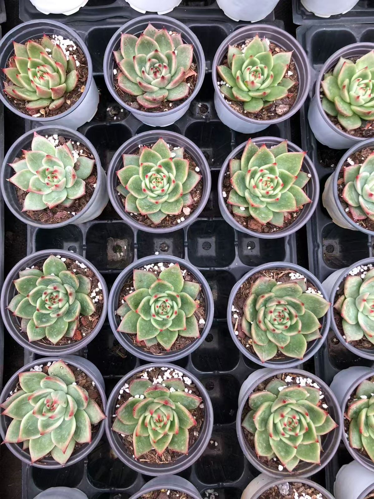 24株の抜き苗セット】ブルードラゴン 多肉植物 佐川急便発送