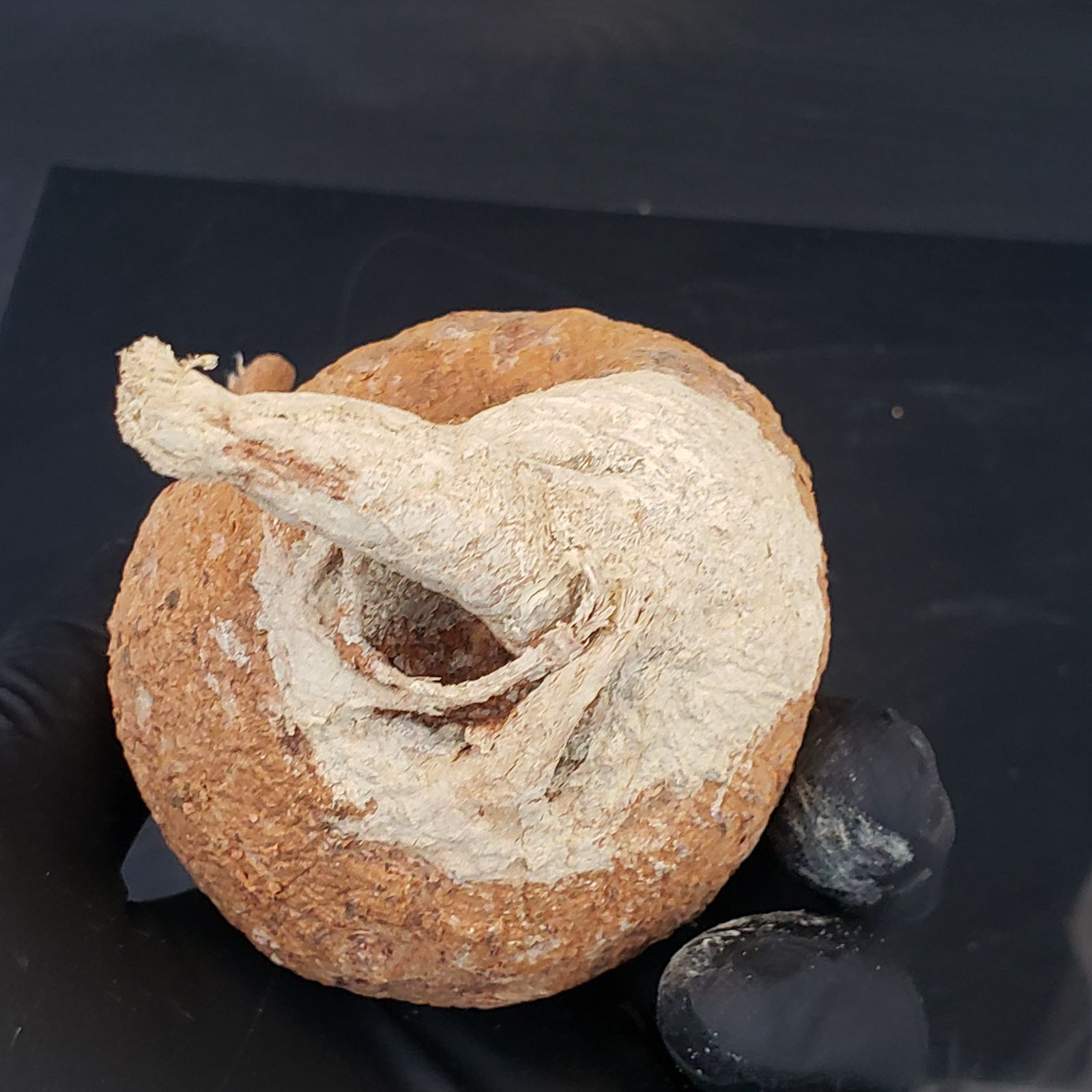 M422【最新到着】Adenia ペリエリ（S)（現地球・抜き苗）【塊根植物