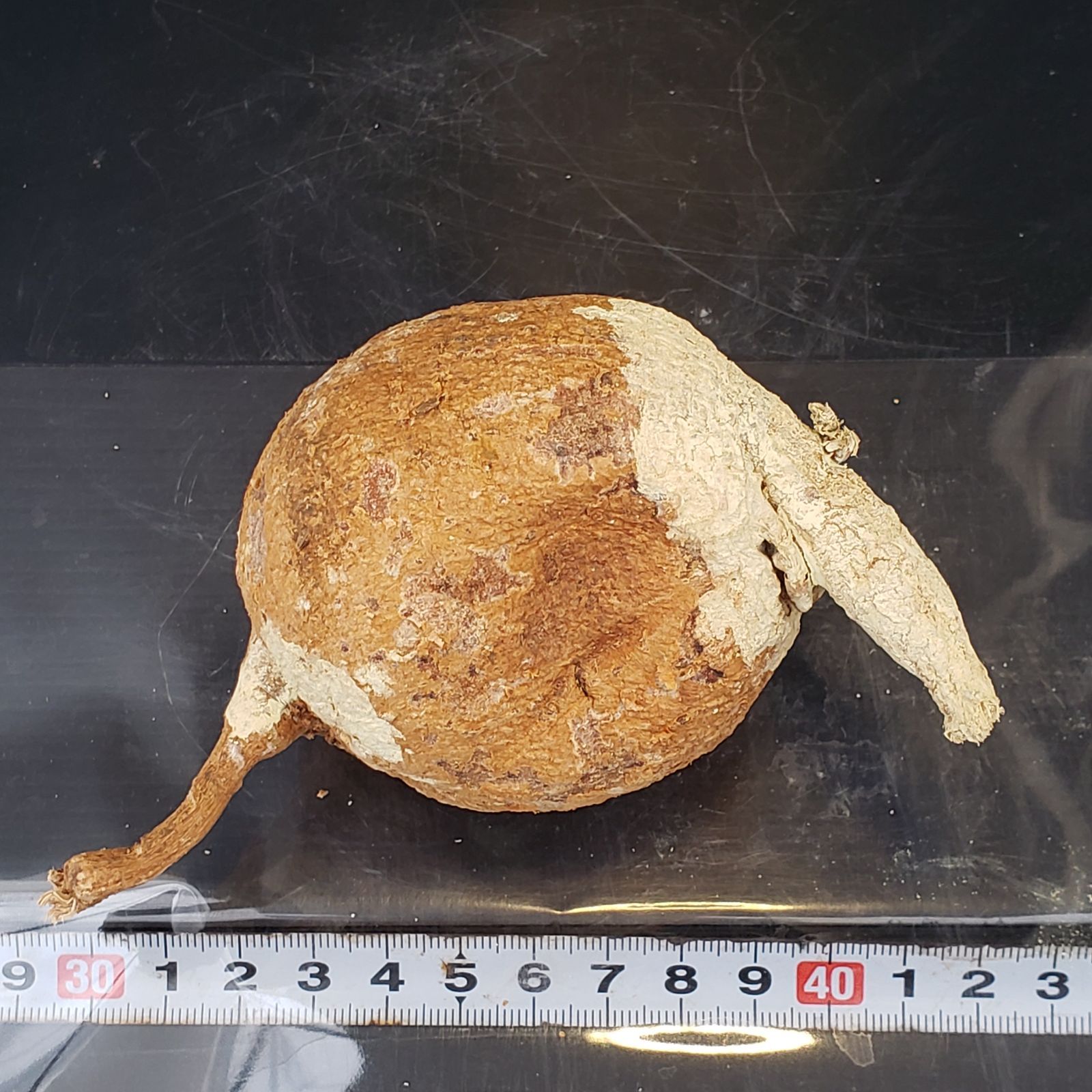 M422【最新到着】Adenia ペリエリ（S)（現地球・抜き苗）【塊根植物