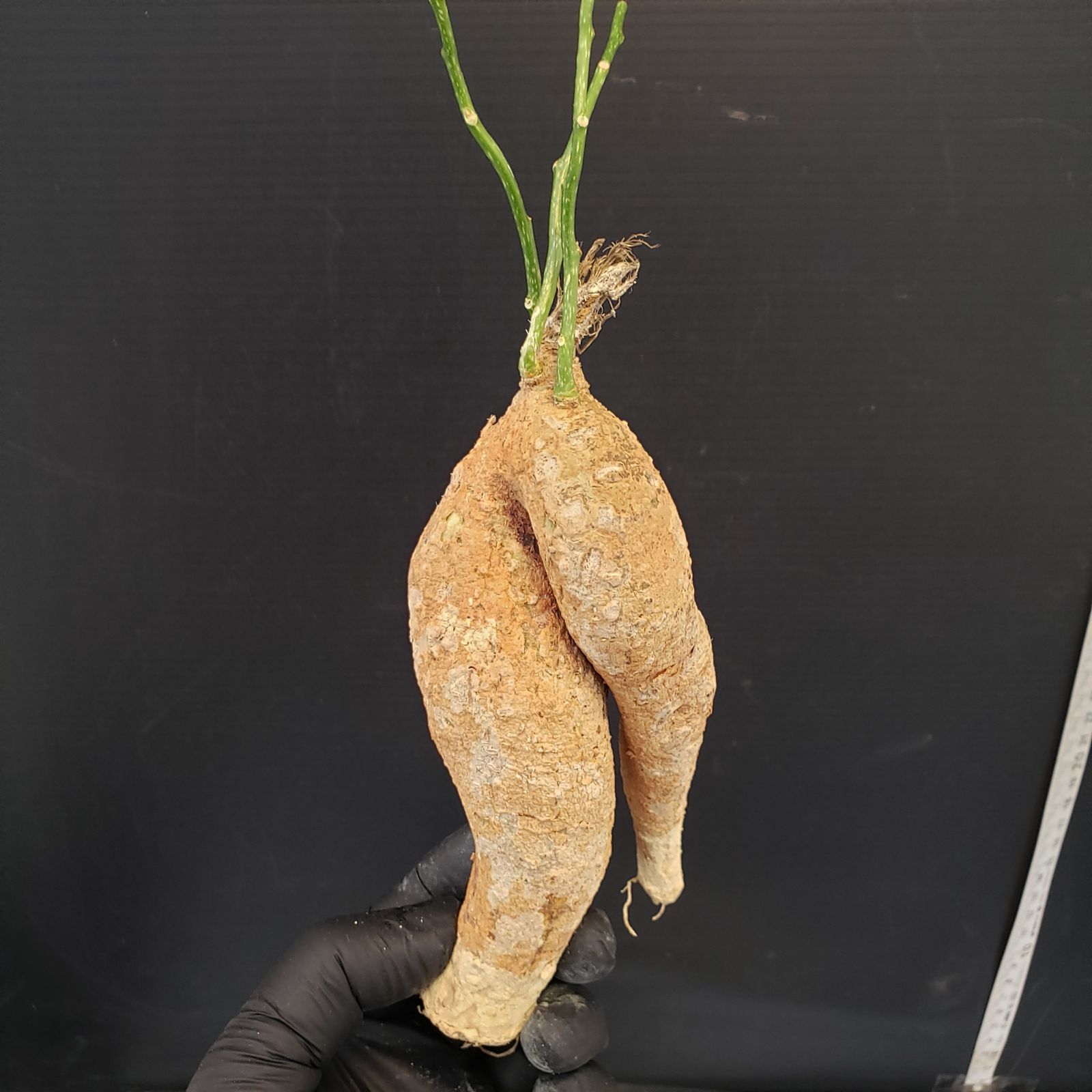 M428【最新到着】Adenia ペリエリ（S)（現地球・抜き苗）【塊根植物